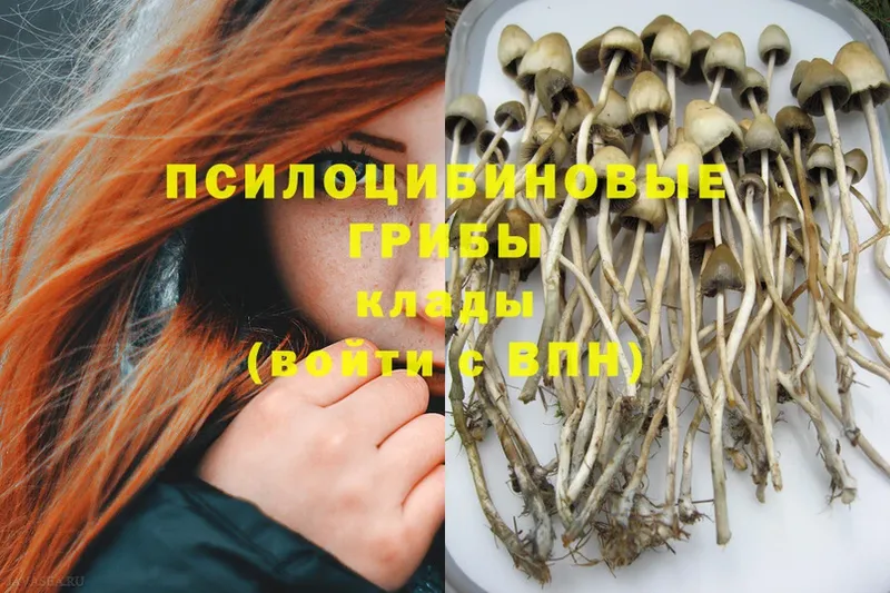 Псилоцибиновые грибы Psilocybe  ссылка на мегу как зайти  Дмитров 